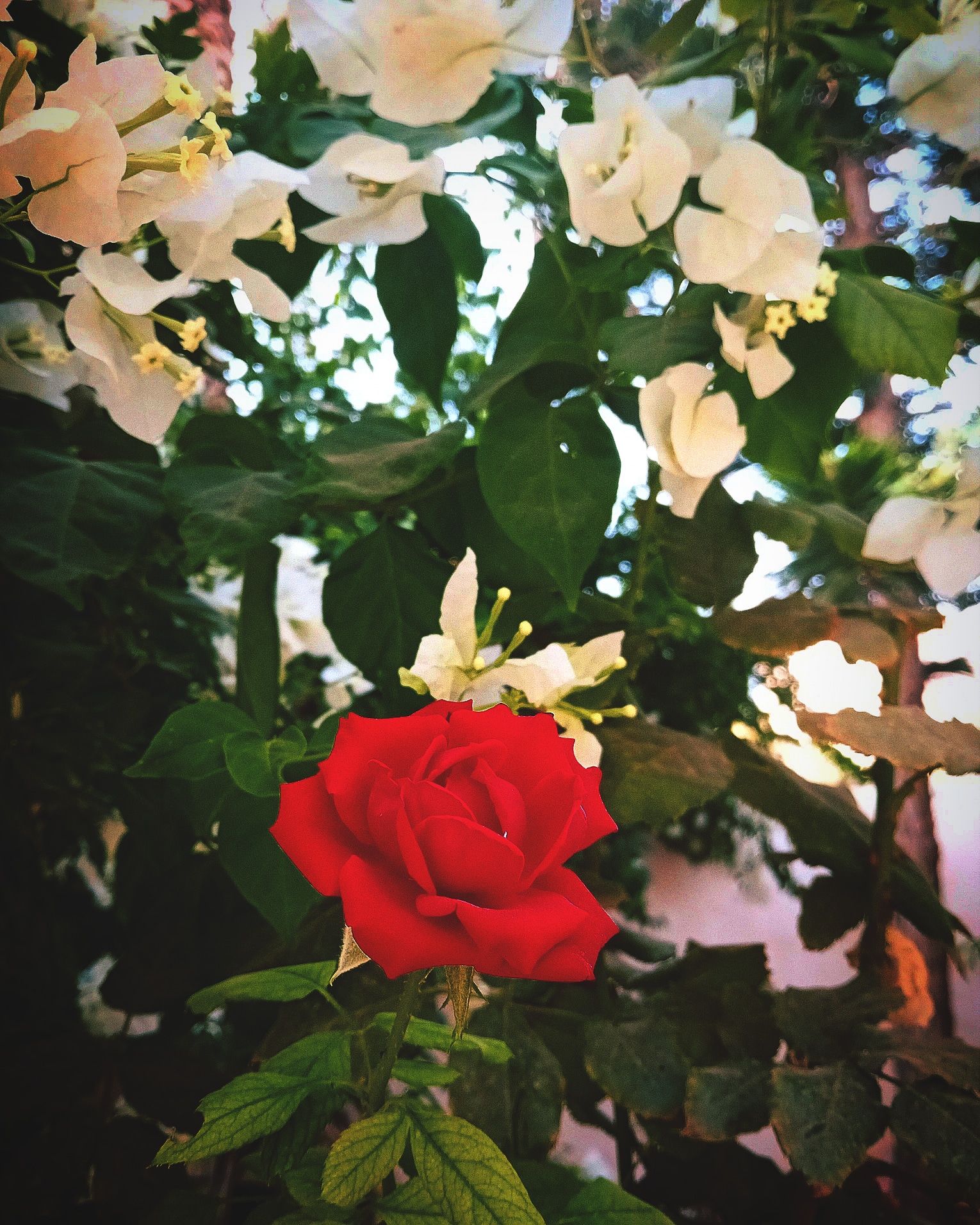 L'écriture de Mandarine